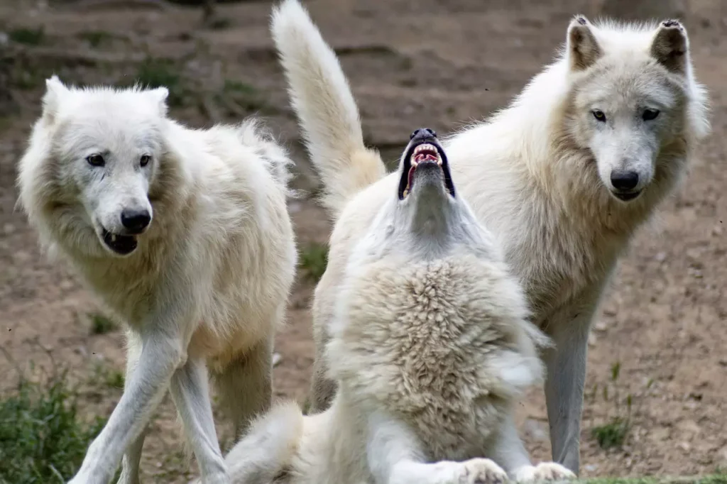 The Boy Who Cried Wolf